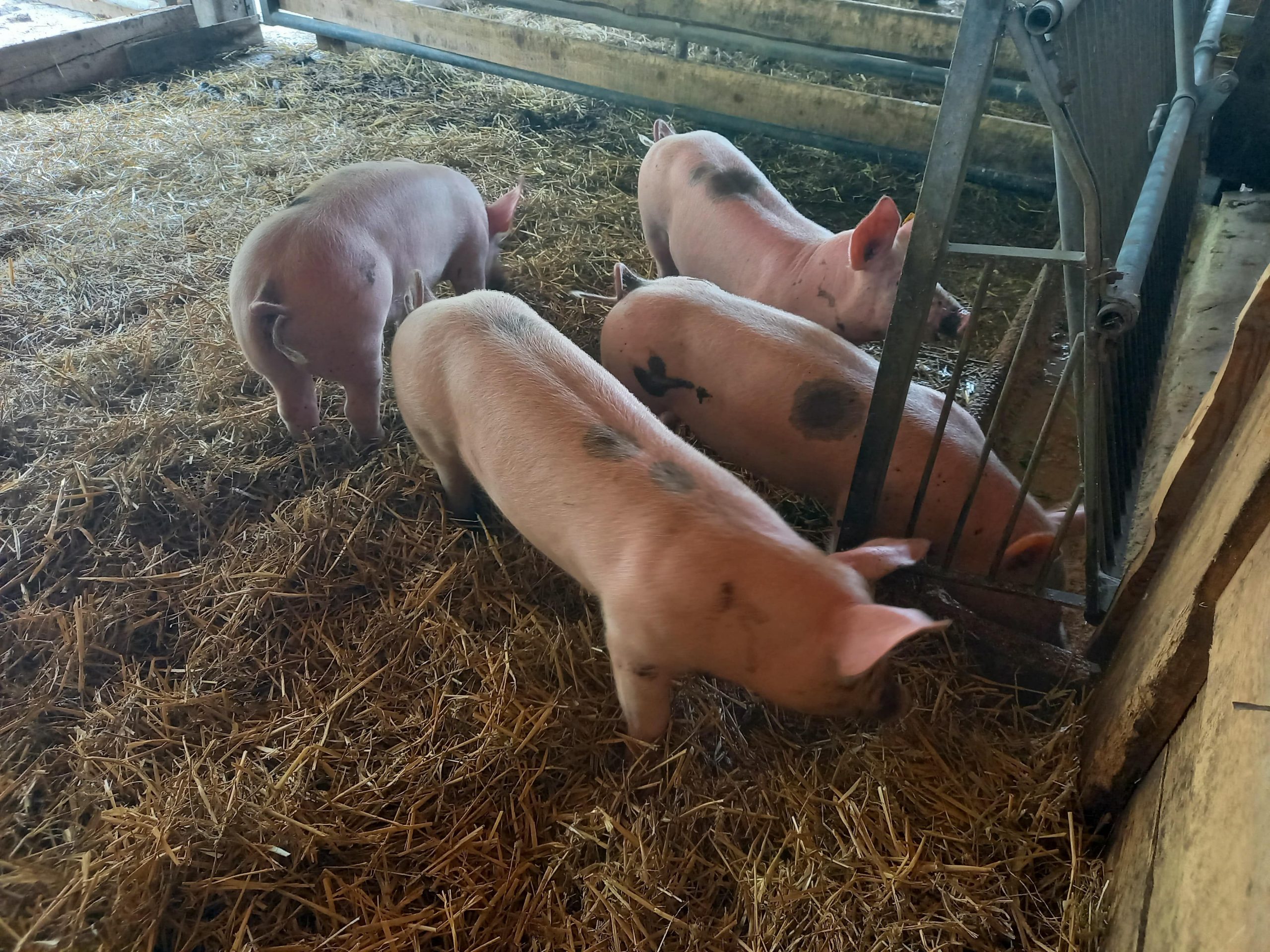 Schweinchen sind schon eingezogen …